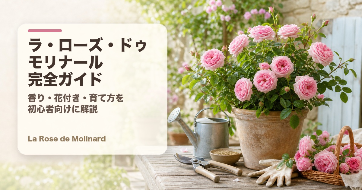 ラ・ローズ・ドゥ・モリナール完全ガイド アイキャッチ