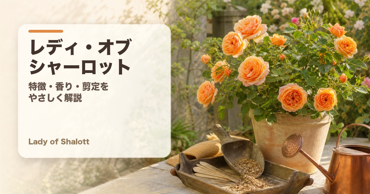 レディ・オブ・シャーロット完全ガイド アイキャッチ