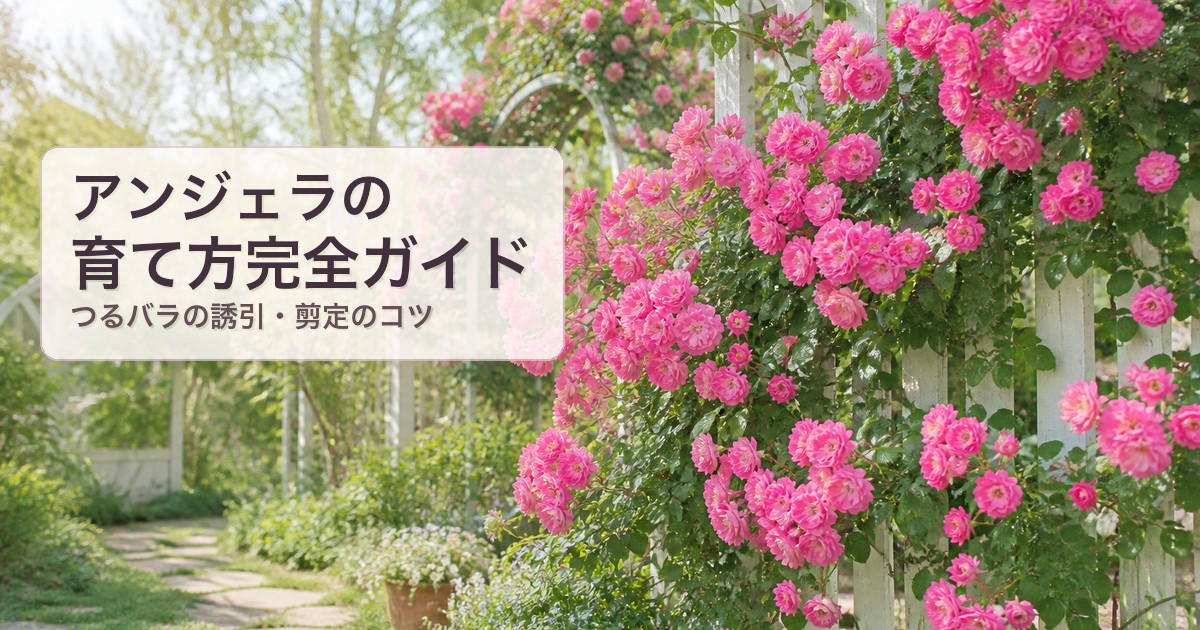 アンジェラの育て方完全ガイド アイキャッチ画像
